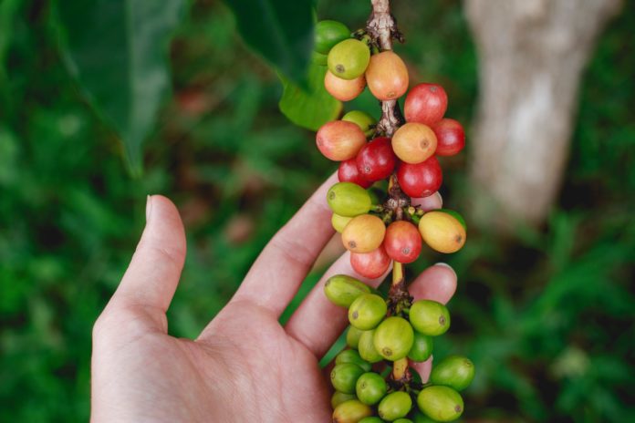 Coffee fruit. The latest food trend.