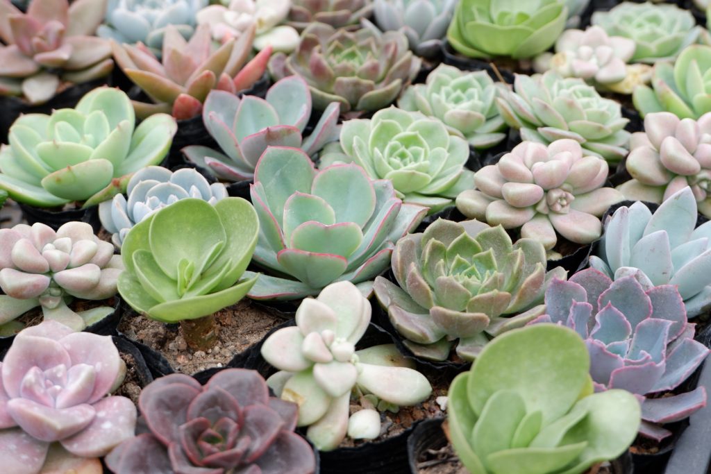 Pink succulents are the biggest planting trend
